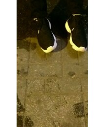 AIR JORDAN | スニーカー