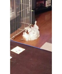 あまりに危機感のない寝相😪💤💤 | 敵の気配は感じられないようだ。(寝具)