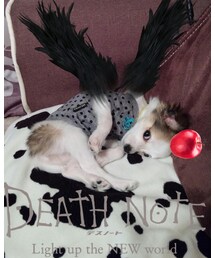 お休み中のリューク👿和🐾 | フィギュア