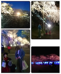 ✨🏯🌸お花見✨🏯🌸ライトアップver.✨ | 福袋/福箱
