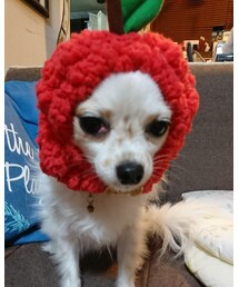 しょんぼり🐕。。 | コスチューム/パーティーグッズ