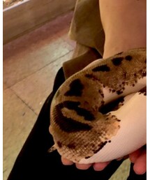 ポールバイソン | ファッション雑貨