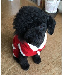 ツルピカ芙貴サンタ🎅🏻 | トリミングしたて💝(その他)