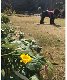黄色い花と芙貴☀︎ | その他
