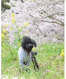 今年の桜と♡ | いいポージングでしょw(その他)