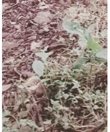 山の草 | その他