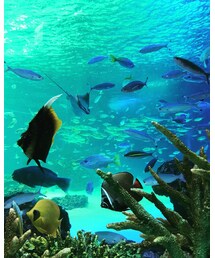 サンシャイン水族館🐠🐟 | その他
