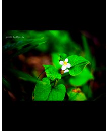 近くに咲いてた花🌺 | その他
