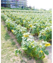 暑さでうなだれるヒマワリ🌻 | その他