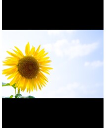 そんな中頑張って上を向くヒマワリ🌻 | その他