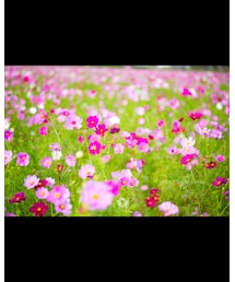 近所に出来てたコスモス畑💐 | その他