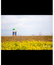 菜の花畑①📸 | その他