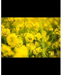 菜の花畑②📸 | その他