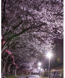 夜12時の桜 | その他