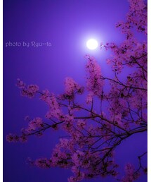 桜×満月=美🌸🌕 | その他