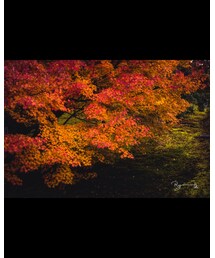 紅葉🍁 | その他