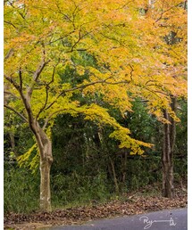 今更紅葉写真📸 | その他