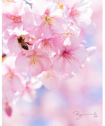 桜の香りに誘われて〜🐝 | その他
