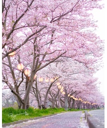 散り際が一番好き🌸 | その他