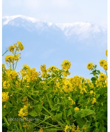 菜の花畑と雪山📸 | その他