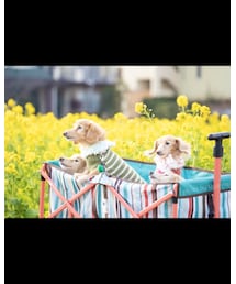 菜の花畑で📸 | その他