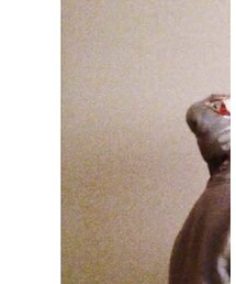 A BATHING APE | スタジャン