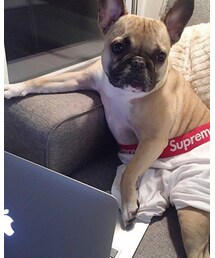 Supreme  | その他