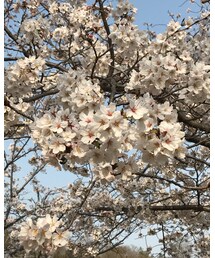 桜🌸 | その他