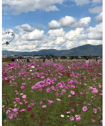 コスモスと青空 | その他
