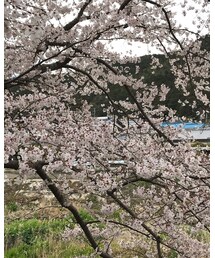 桜 | その他