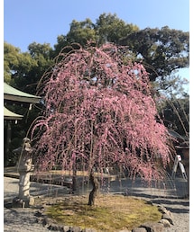 梅の花 | その他
