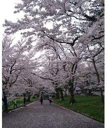 no brand | 桜🌸(その他)