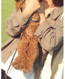 トイプードル | その他