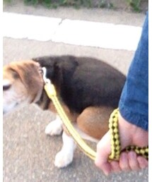 ウチの犬 | その他