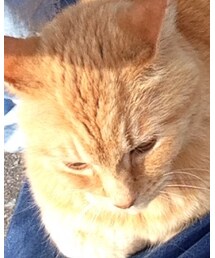 近所の猫ちゃん | その他