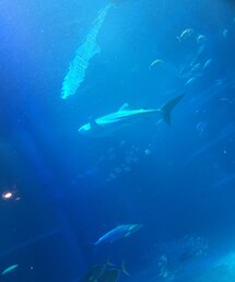 海遊館 | ジンベイザメ(その他)