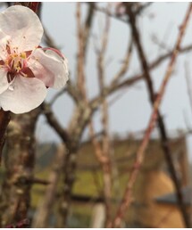 京都 | 春(その他)