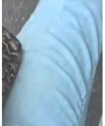 MAX&Co. | デニムパンツ