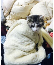 ねこ | みーちゃん(その他)