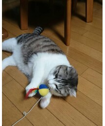 最近のお気に入りらしい😺 | その他