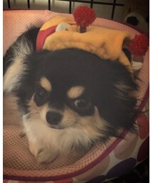 愛犬チワワ | その他