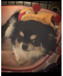 愛犬チワワ🐶 | その他