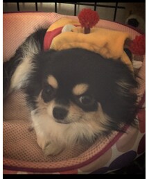 愛犬モカたん🐶💕 | その他