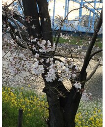 桜🌸 | その他