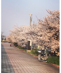 桜並木道🌸 | 福袋/福箱