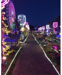 イルミネーション | 福袋/福箱