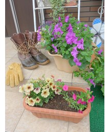 ｶﾞｰﾃﾞﾆﾝｸﾞ♪ | その他