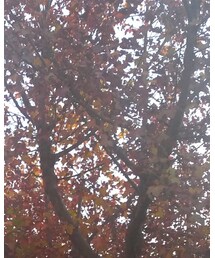 🈚️ | パーカー