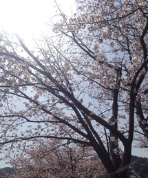 桜 | その他