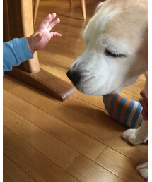 たろう | ビーグル(その他)